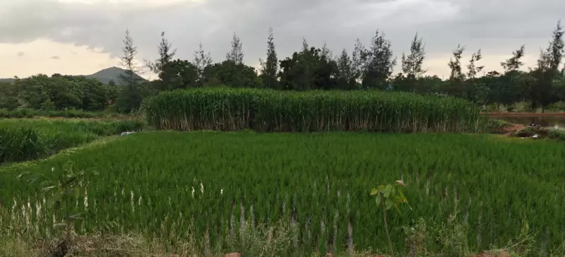 Lush field of Super Napier grass, the primary organic fodder for our A2 cows at Kotha Agro Farm near Hyderabad.